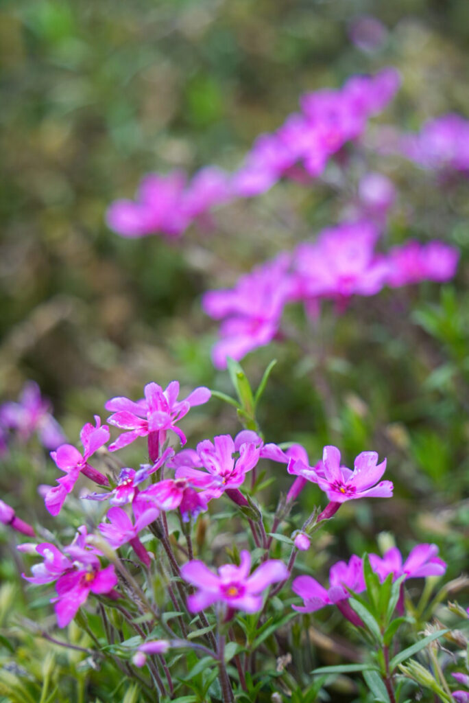 芝桜の畑 高知県