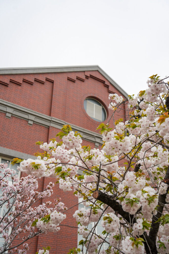造幣局 桜の通り抜け 大阪府