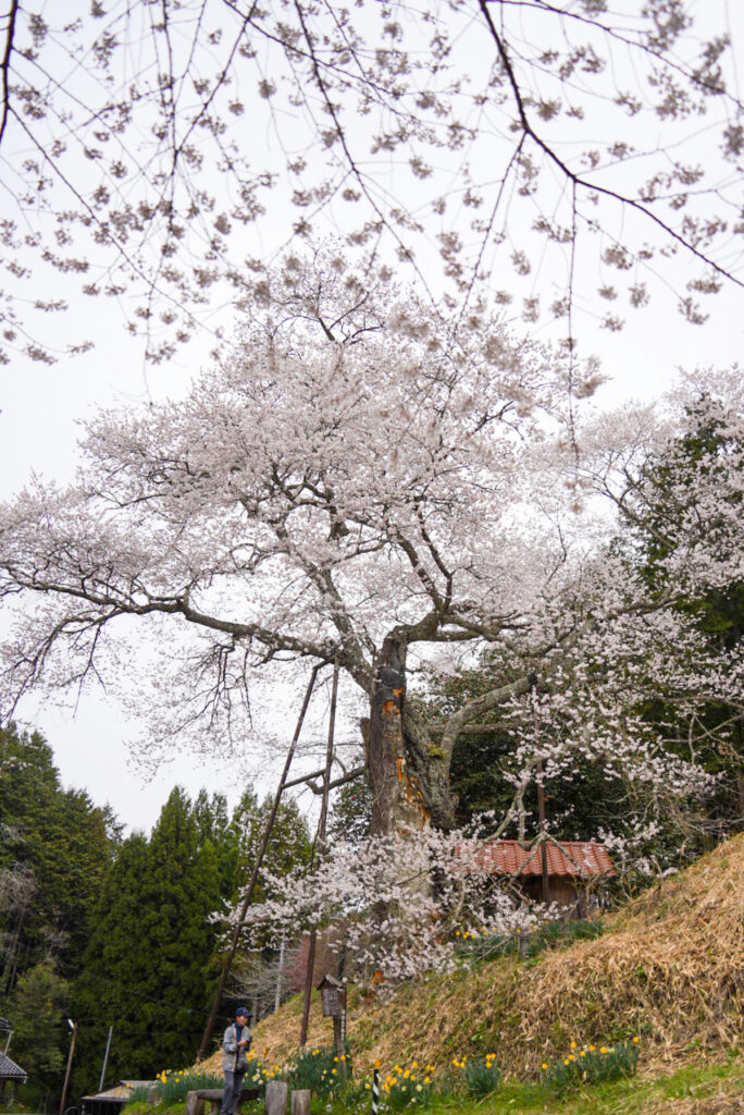 岩井畝の大桜 岡山県