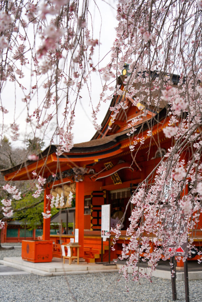 富士山本宮浅間大社 桜 静岡県