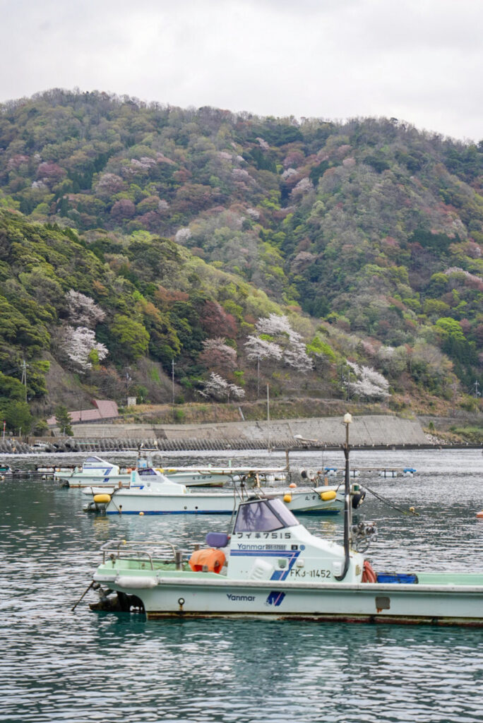 神子の山桜 福井県
