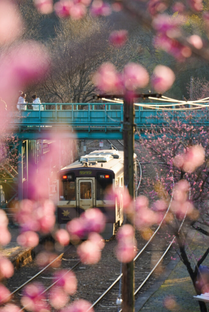 神戸駅 花桃 群馬県
