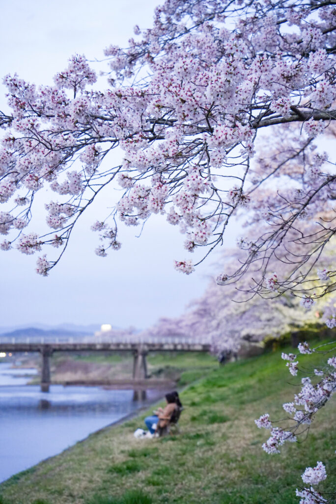 三刀屋河川敷公園 桜 島根県