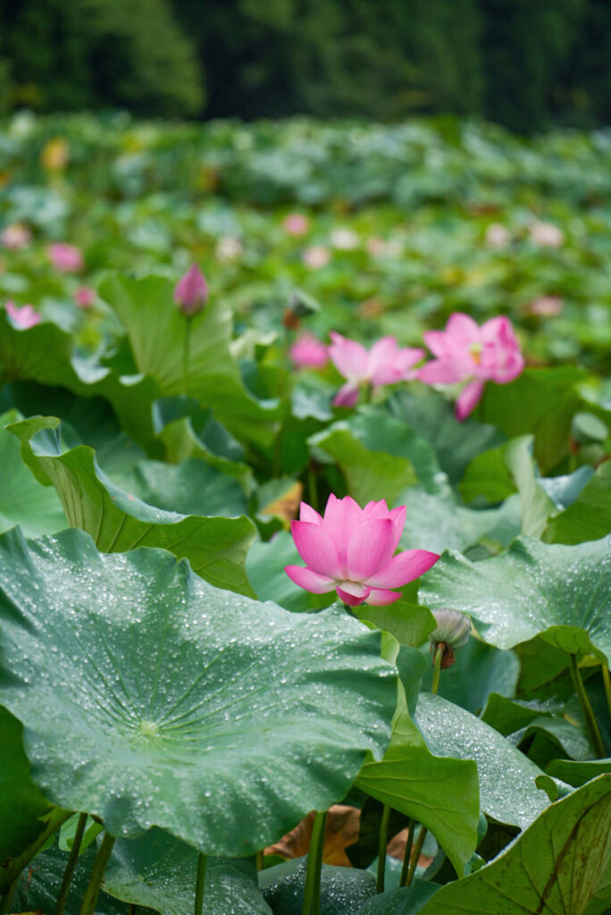 花はす公園 福井県