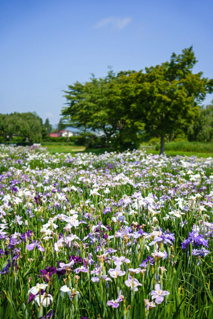 山王史跡公園あやめ園 宮城県
