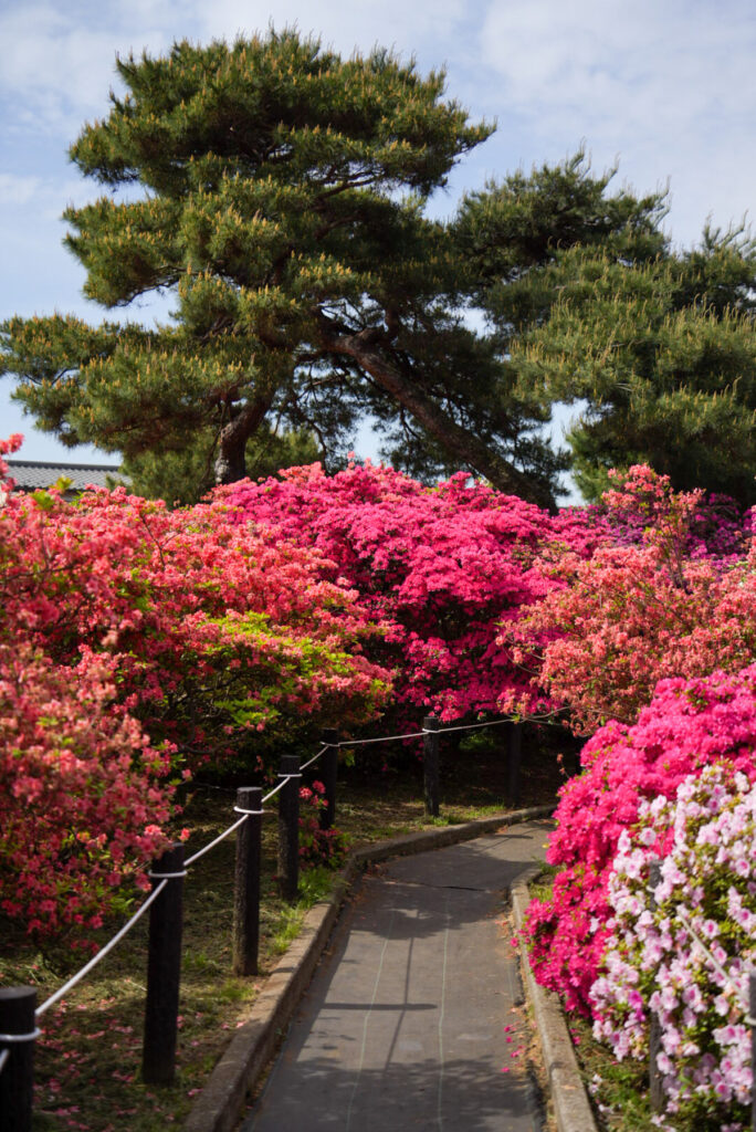 つつじが岡公園 群馬県