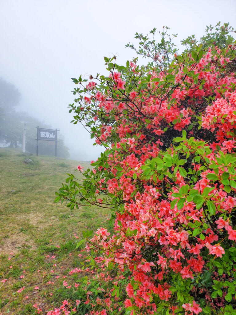 田束山つつじ園 宮城県