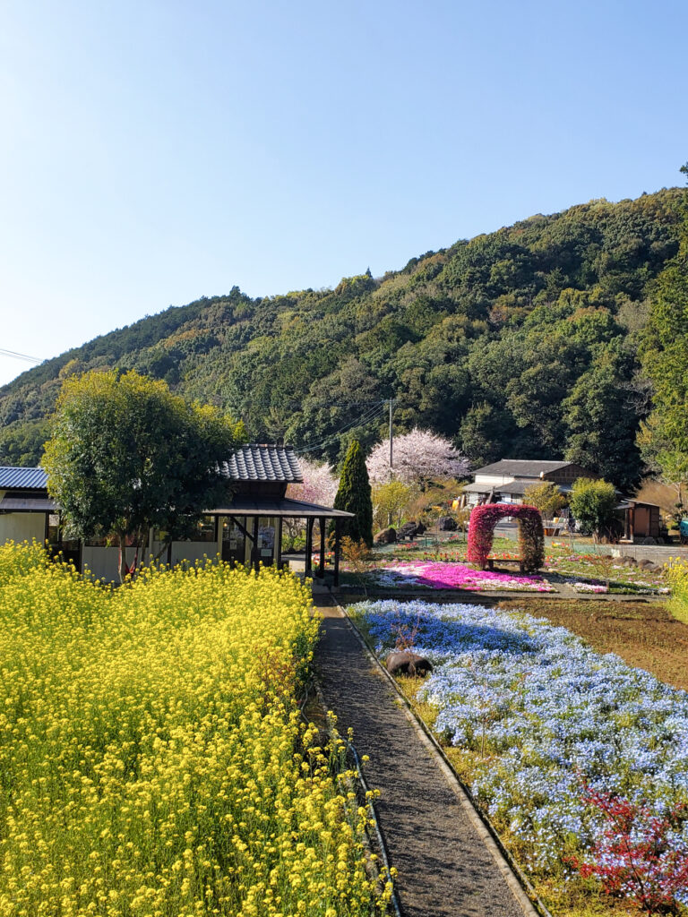 志田フラワー園 菜の花 ネモフィラ 佐賀県