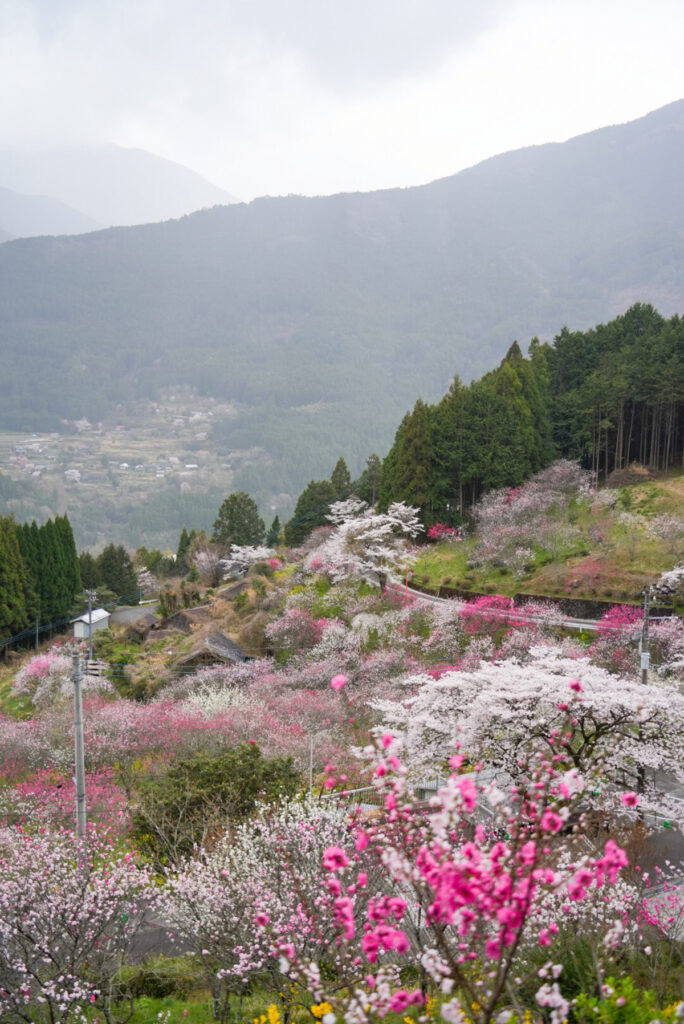 花桃の里展望所 愛媛県