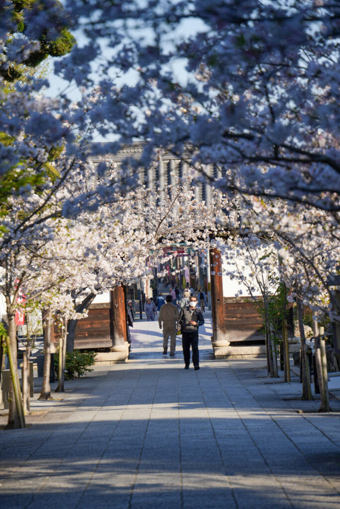 須磨寺 桜 兵庫県