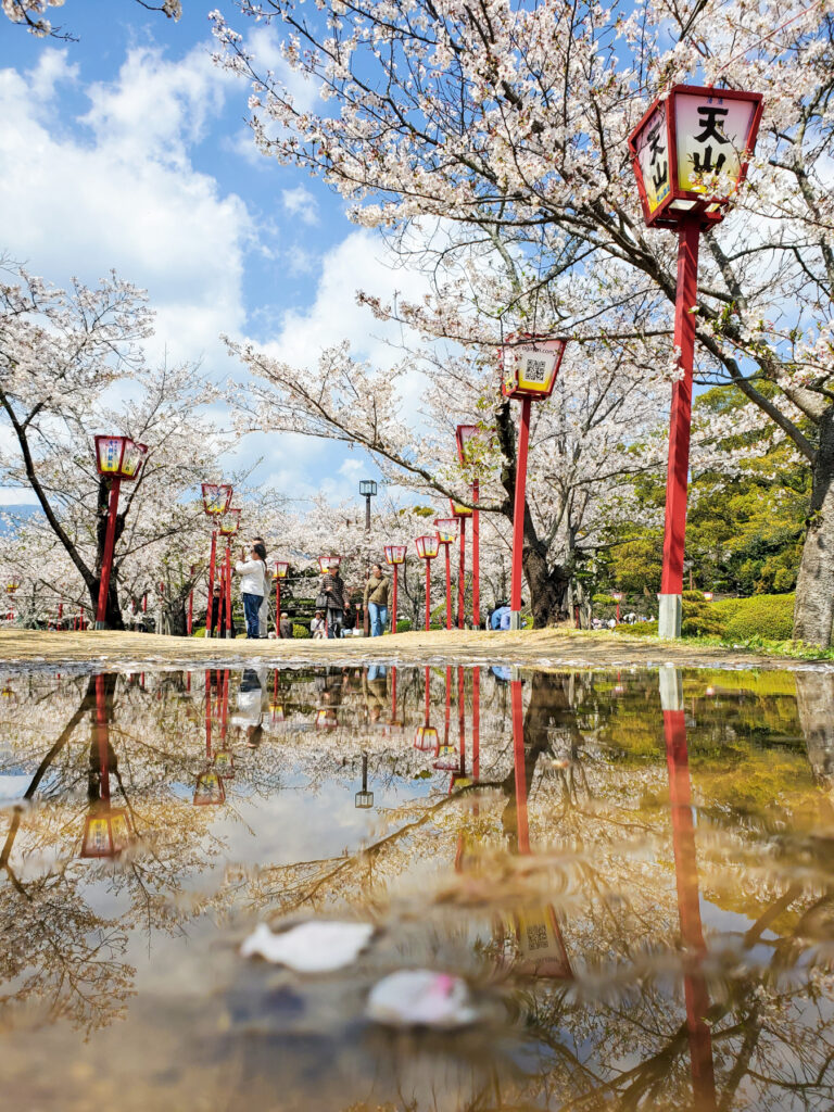 小城公園 桜 佐賀県
