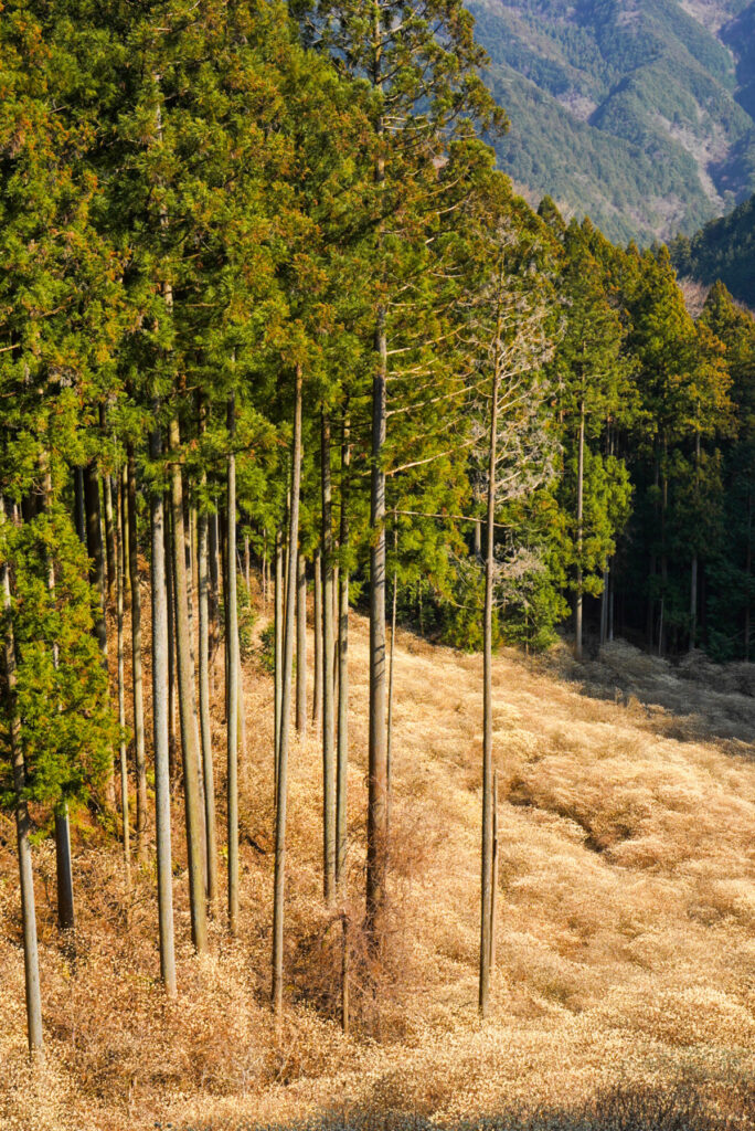 屋敷山 ミツマタ群生地 群馬県