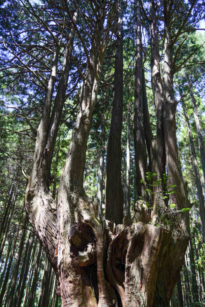 祇園の大ヒノキ 宮崎県