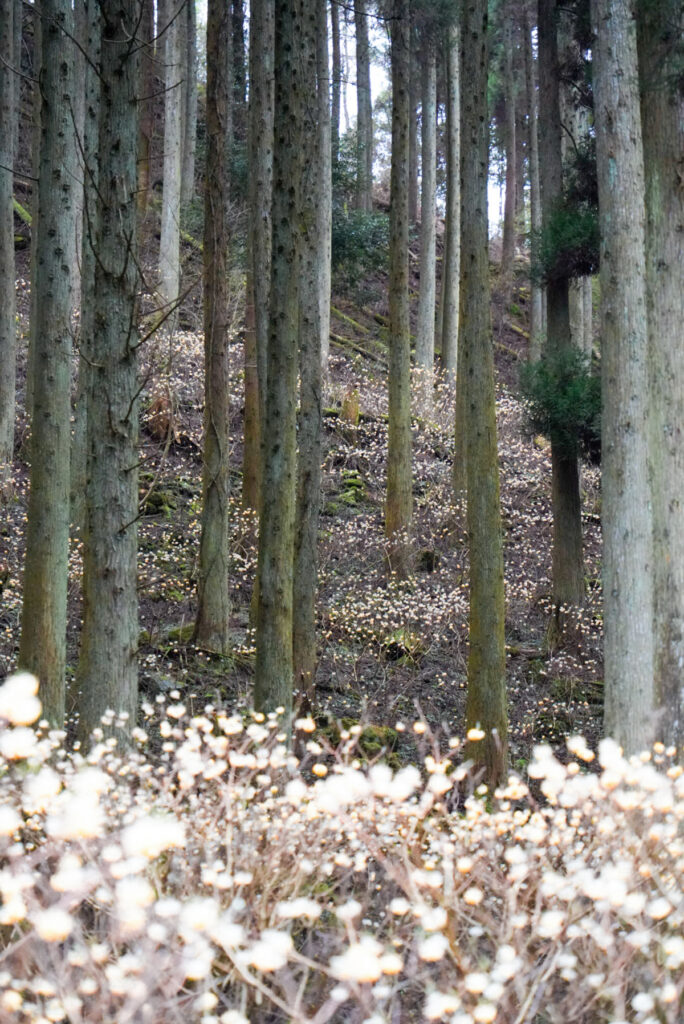 みつまたの森 谷間群生地 大分県