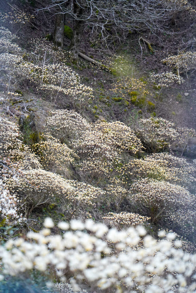 みつまたの森 谷間群生地 大分県