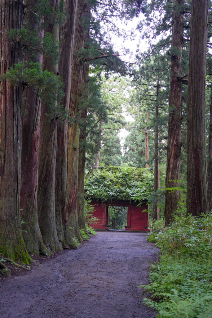 戸隠神社 奥社 杉並木(社叢)_長野県