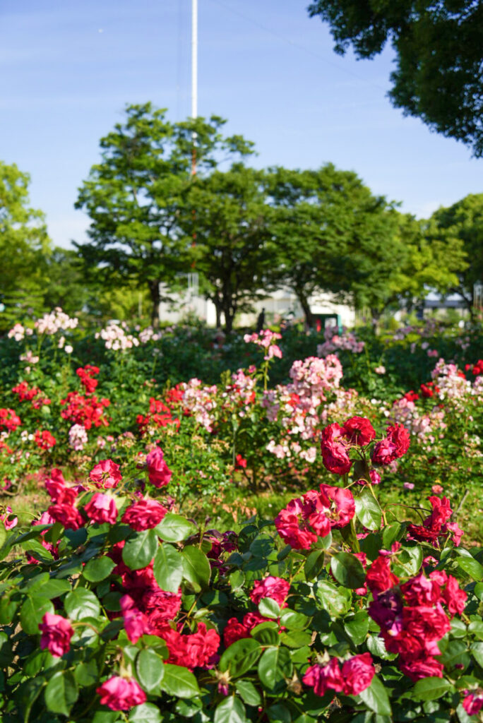 RSKバラ園 岡山県