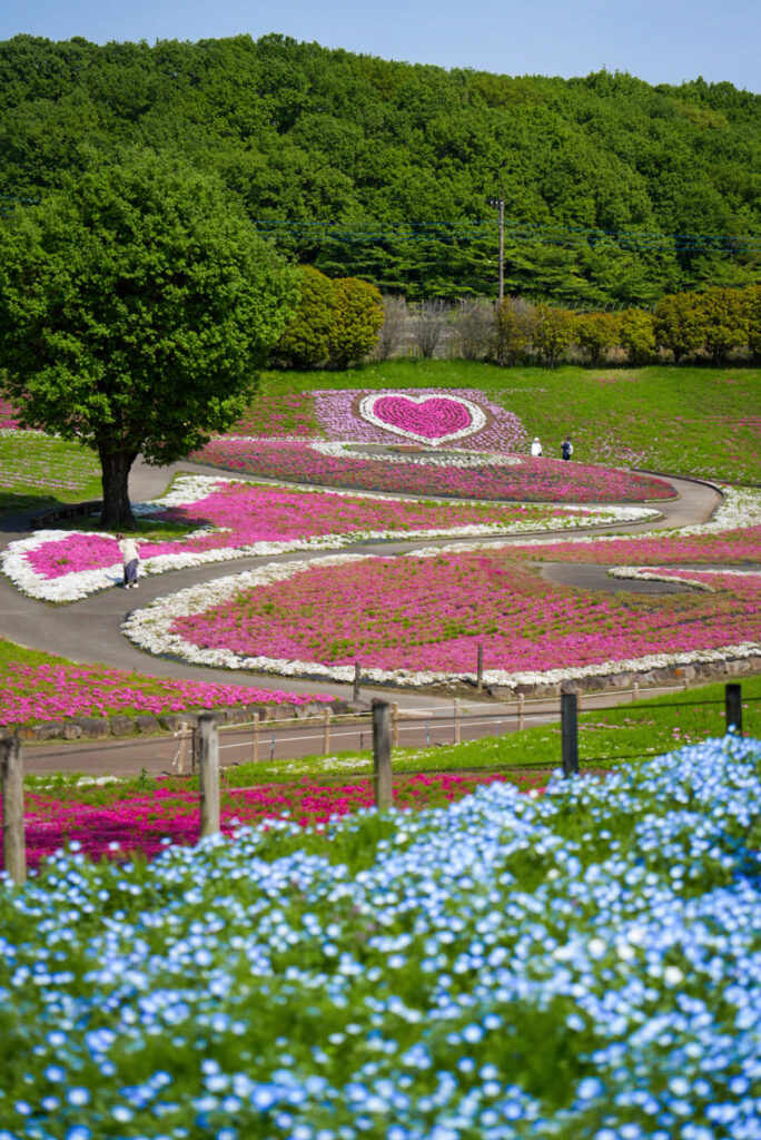 みさと芝桜公園 ネモフィラ 群馬県