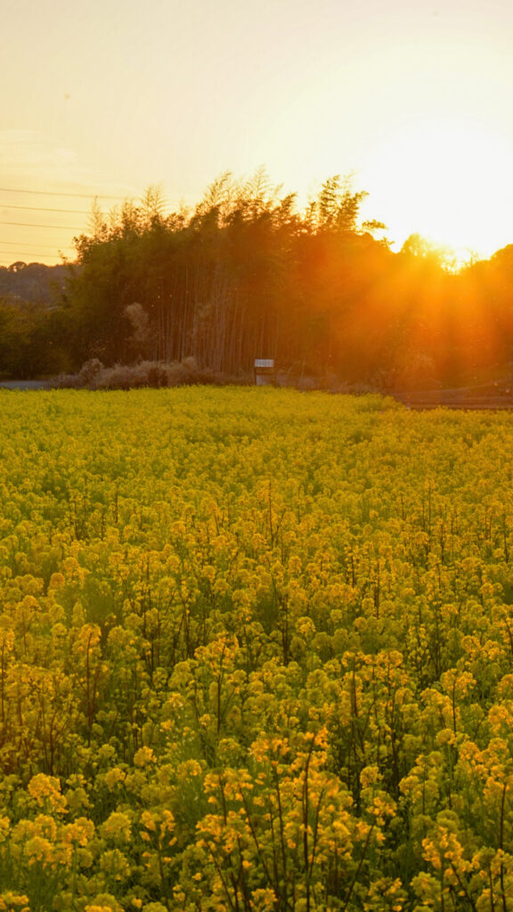 東大山河津桜 菜の花 静岡県
