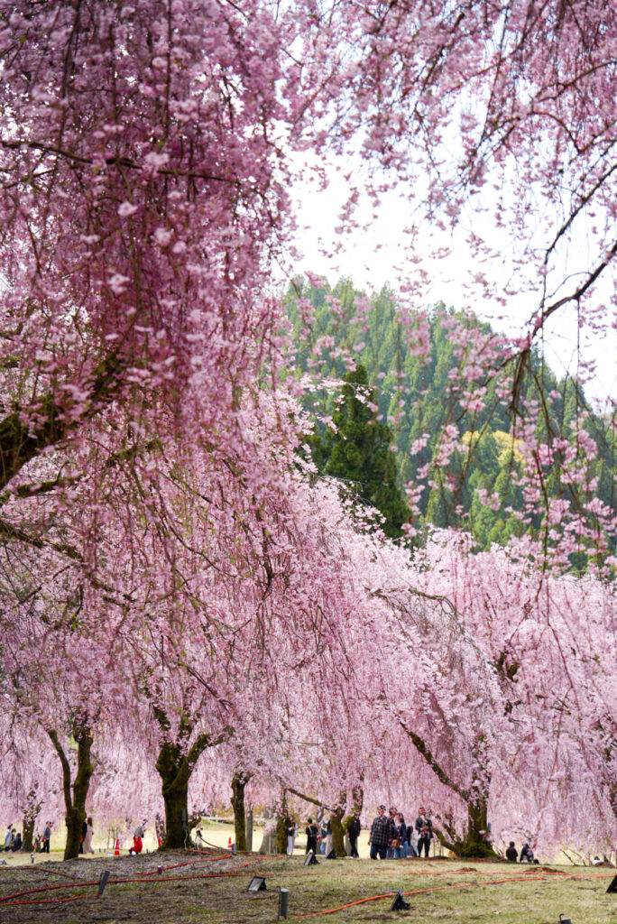 丸岡町山竹田の里 しだれ桜 福井県
