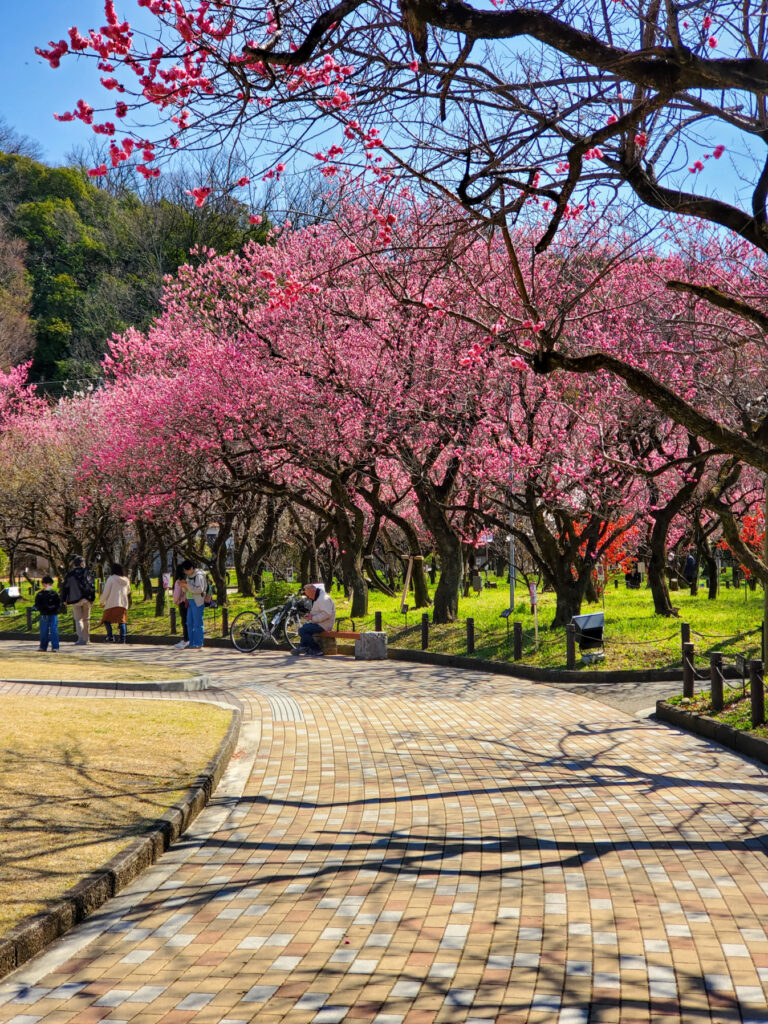 梅林公園(岐阜市) 岐阜県