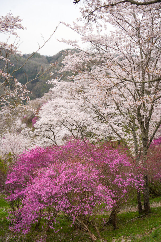 三休公園 桜 岡山県