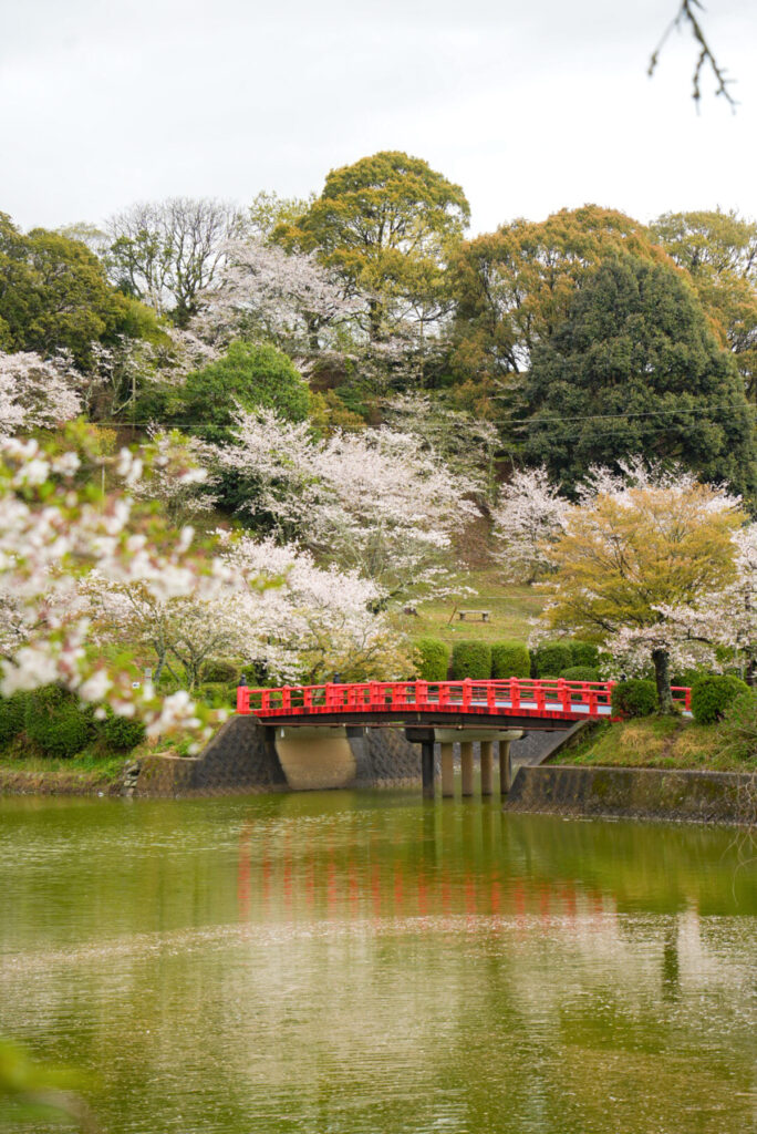 甘木公園 桜 福岡県