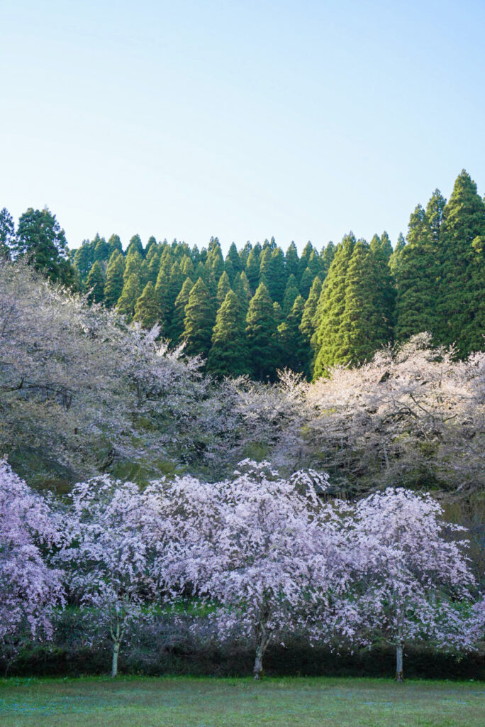 城山公園 桜 富山県