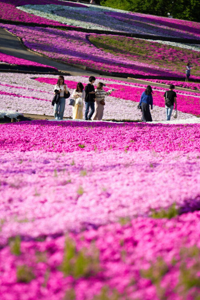 羊山公園 芝桜の丘 埼玉県