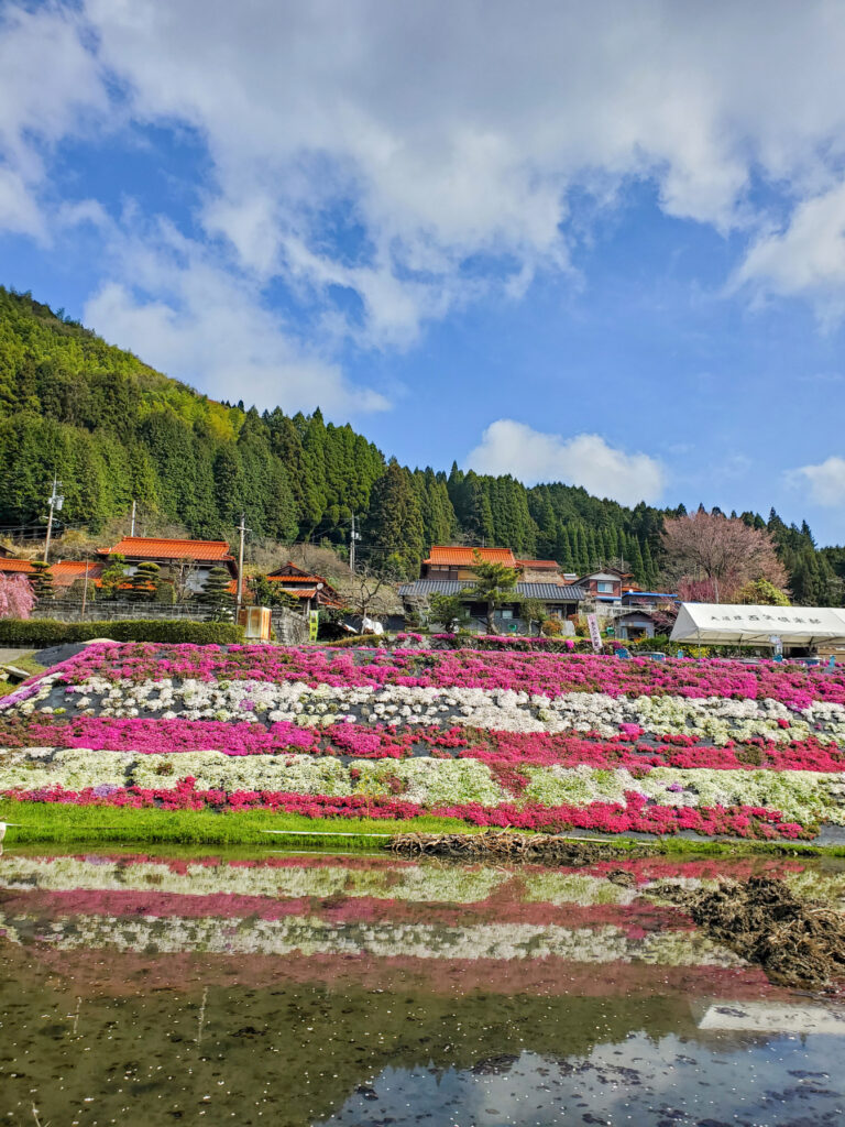 大道理芝桜 山口県