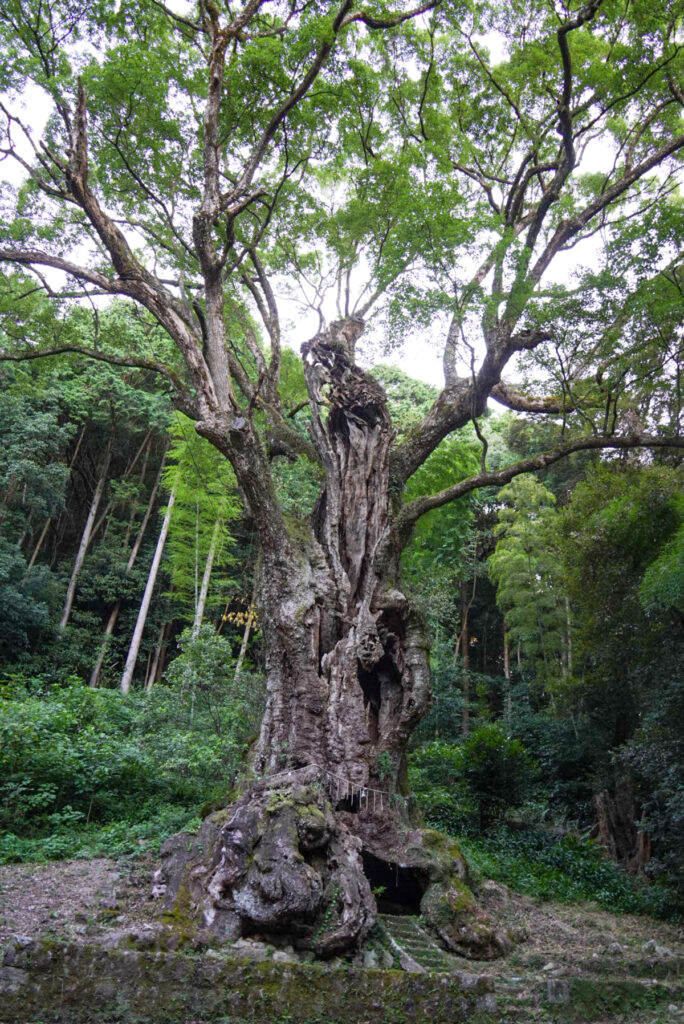 武雄の大楠 佐賀県