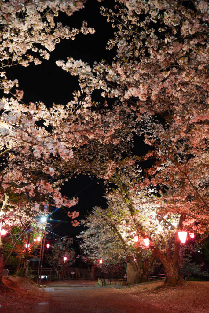 早島公園 桜 岡山県