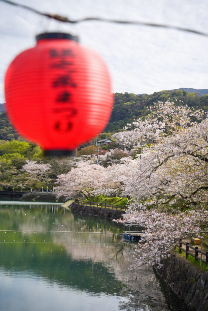 戸川ダム公園 桜 香川県