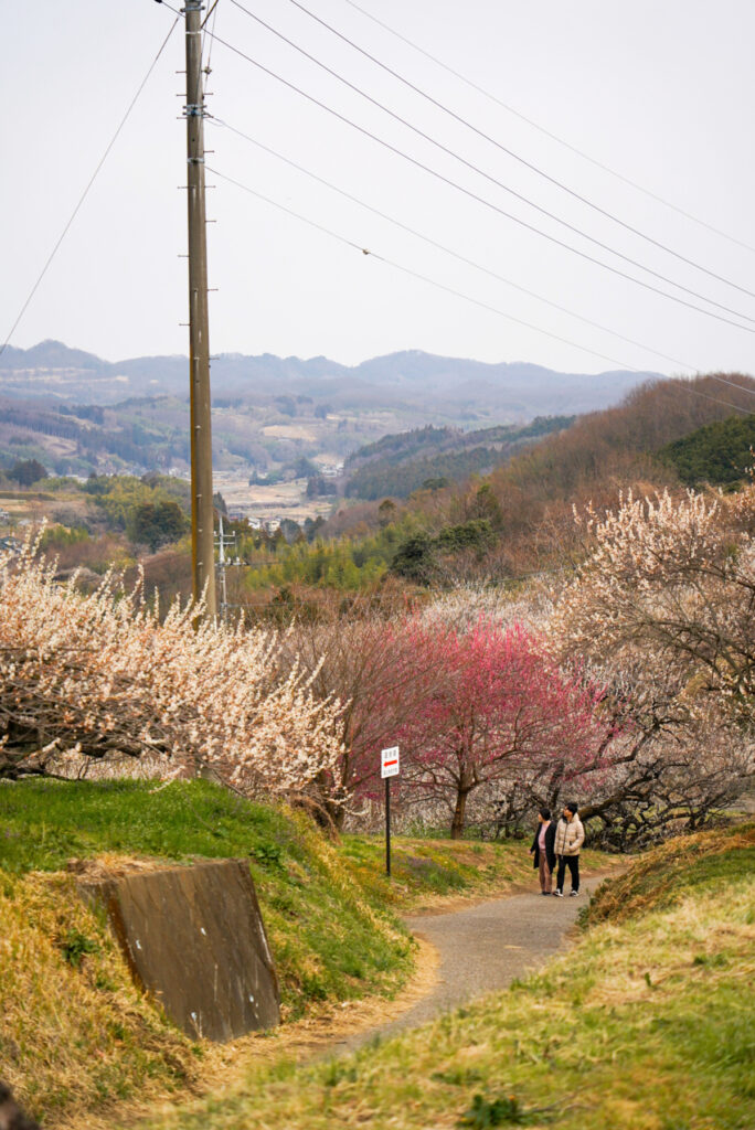 秋間梅林 群馬県