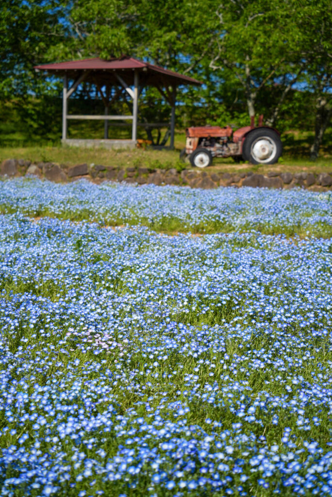 メナード青山リゾート ハーブガーデン ネモフィラ 三重県
