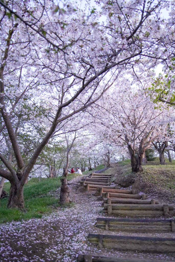 桃陵公園 桜 香川県