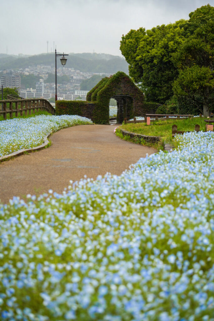 くりはま花の国 ネモフィラ 神奈川県