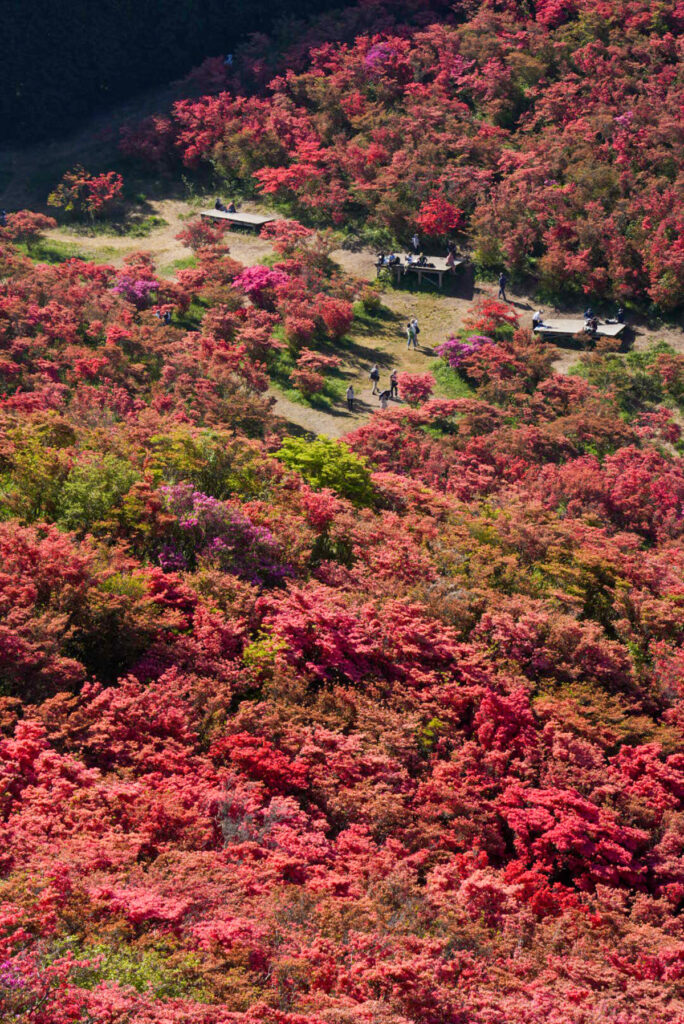 大和葛城山自然ツツジ園 奈良県