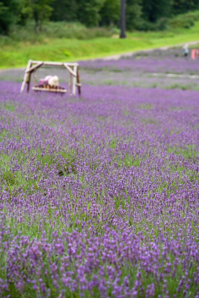 たんばらラベンダーパーク_群馬県
