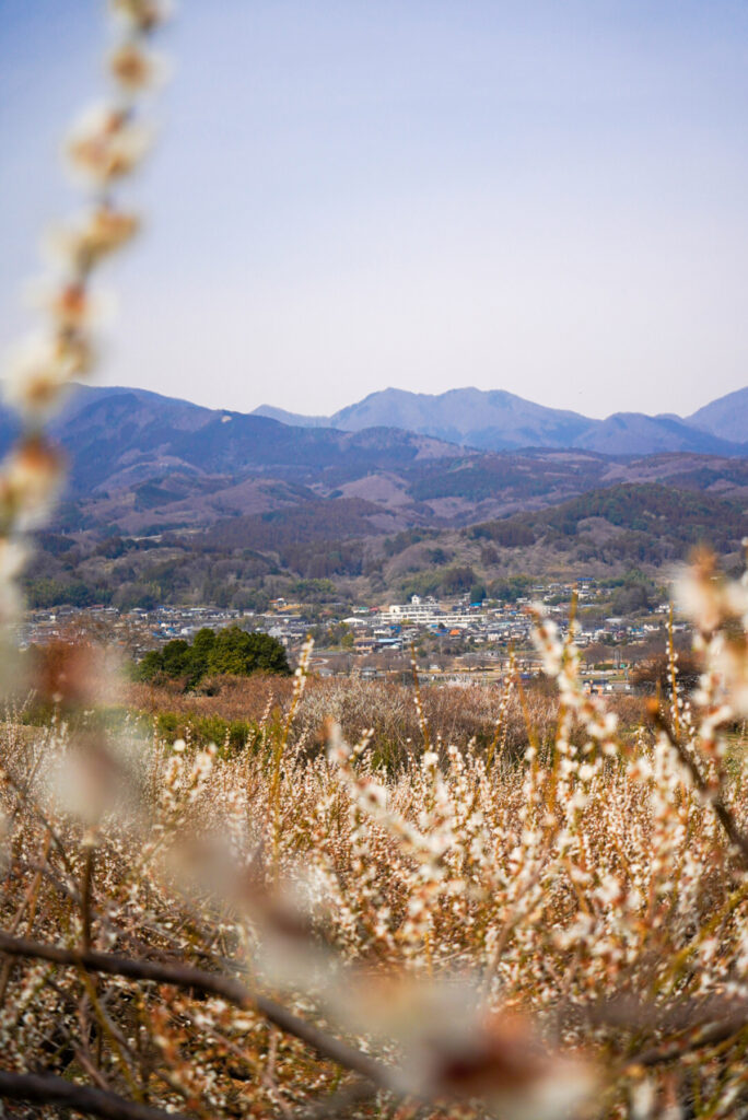 榛名梅林 群馬県