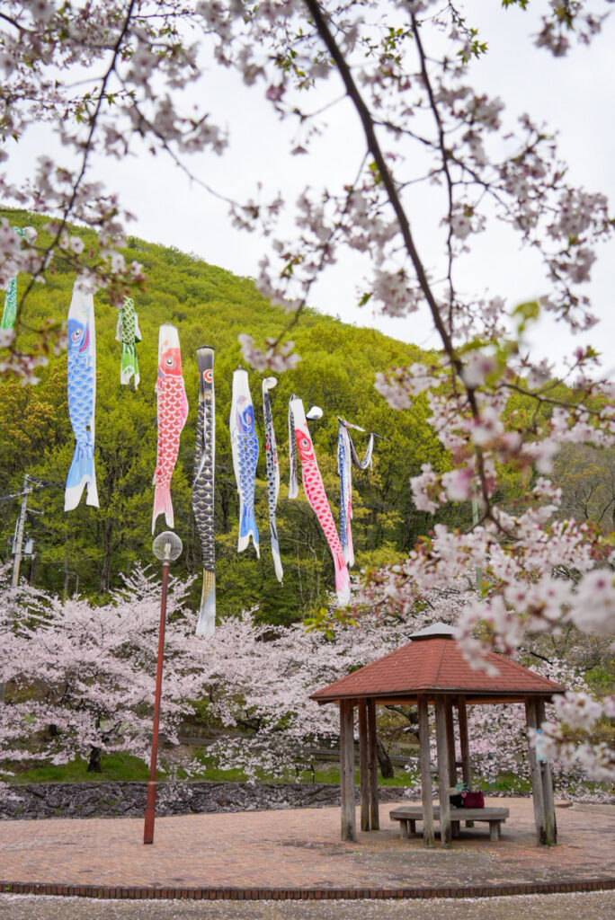 不動の滝カントリーパーク 桜 こいのぼり 香川県