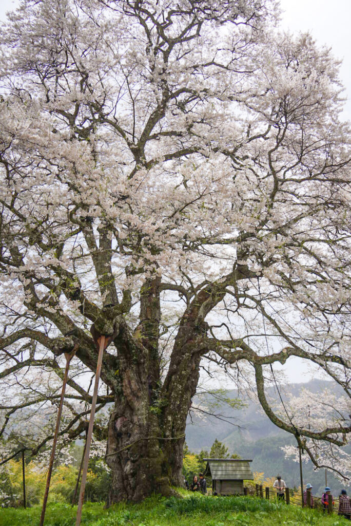 醍醐桜 岡山県