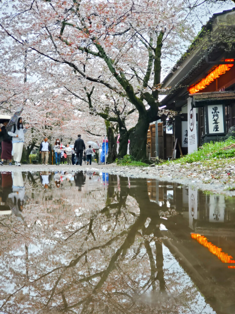 秋月城下町 桜 福岡県