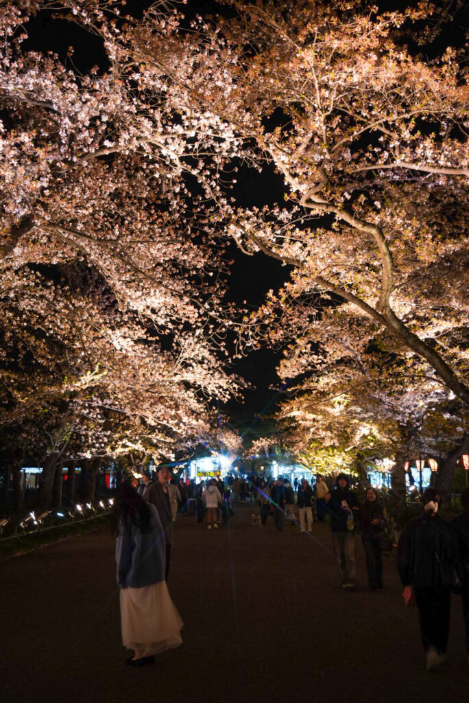 高田城址公園 桜 新潟県