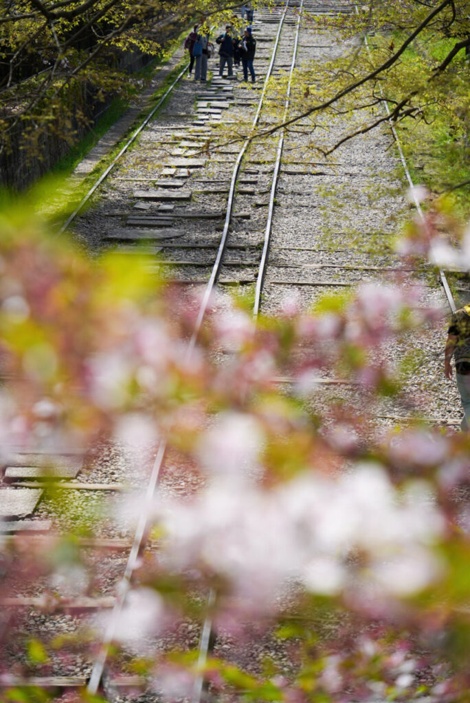 蹴上インクライン 桜 京都府