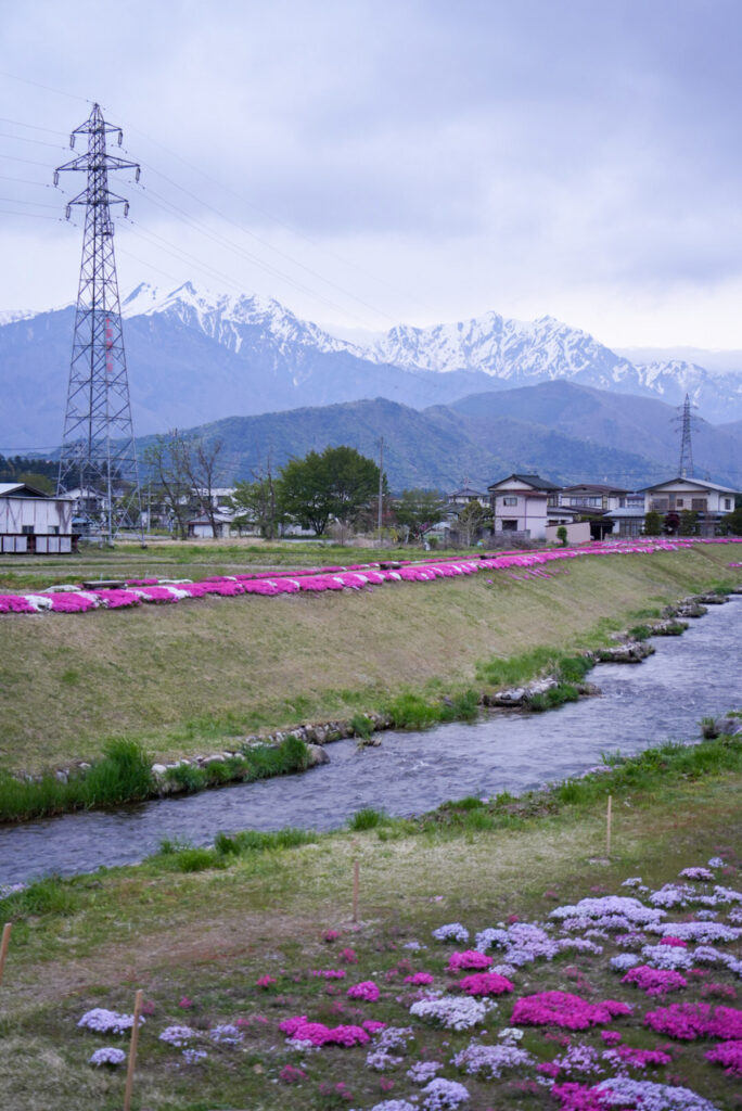 農具川河川公園 芝桜 長野県