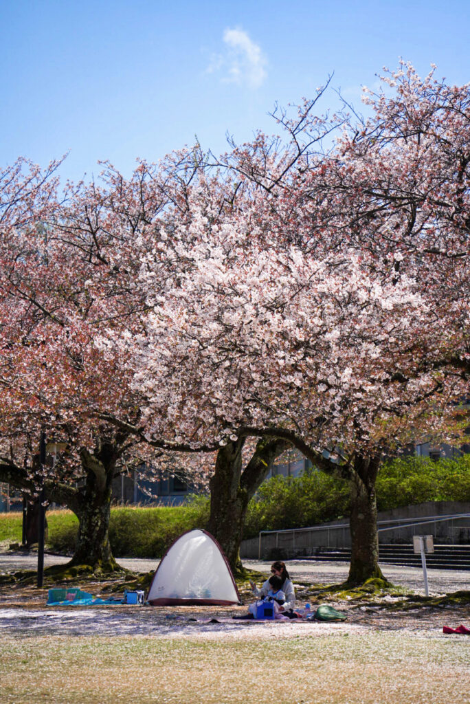 加賀市中央公園 桜 石川県