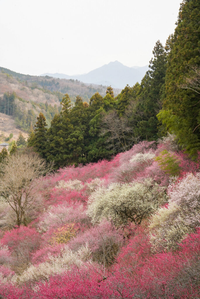 あぶだ福寿草の郷 花桃 群馬県