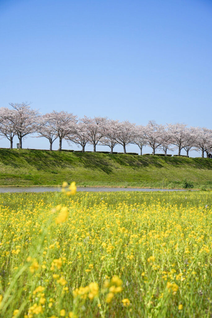 おおべ逆さ桜 菜の花 兵庫県