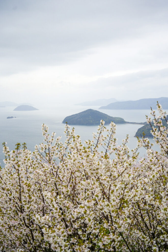 紫雲出山 山頂展望台 桜 香川県